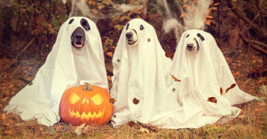 Three dogs in simple ghost costumes (a white sheet with holes cut for their eyes and snouts) sit next to a lit jack-o-lantern.