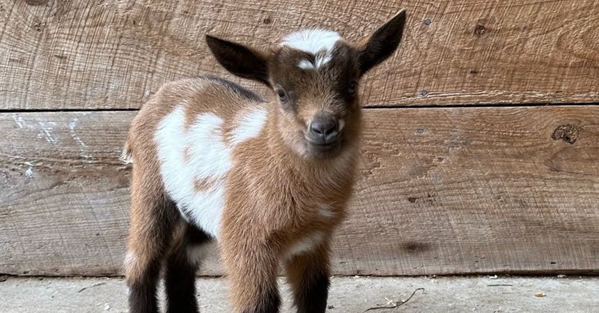 A small, fluffy baby goat with brown and white fur.