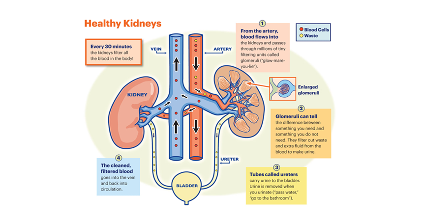 A diagram illustrating how the kidneys filter waste from your blood.