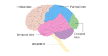 A color-coded diagram of the major structures of the brain: the frontal lobe, parietal lobe, temporal lobe, occipital lobe, and brainstem.