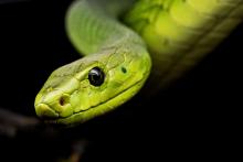 A photo of a bright green snake.
