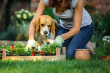 A woman crouches over a garden bed while a beagle looks on approvingly.