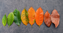 A row of leaves at gradual stages of growth, from brand-new green to dry and brown..