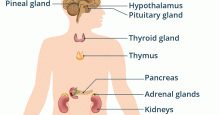 A diagram labeling some of the major components of the endocrine system: the hypothalamus, pineal gland and pituitary gland in the brain; the thyroid gland in the throat, the thymus gland in your chest near your heart;  and the pancreas, adrenal glands and kidneys in your lower torso.
